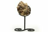 Cretaceous Ammonite (Mammites) Fossil with Metal Stand - Morocco #274615-2